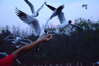 Seagulls flying over sea