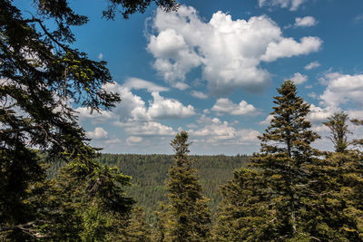 Pine trees on landscape against sky