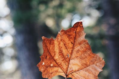 Close-up of dry maple leaf