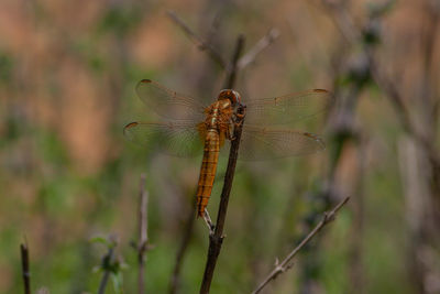 Close-up of dragonfly on plant