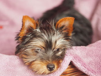 Close-up portrait of a dog