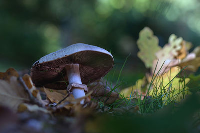 Close-up of mushrooms growing on field