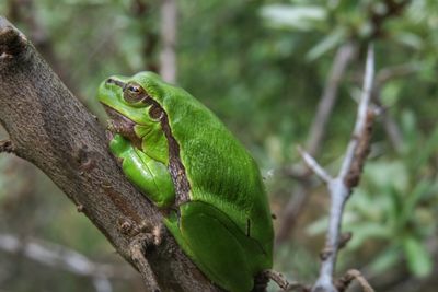 Close-up of a lizard on tree