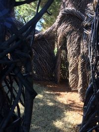 Close-up of tree in forest