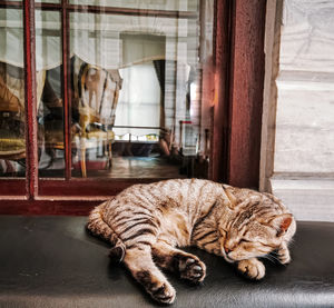 Cat sleeping in a window at dolmabahçe palace, istanbul