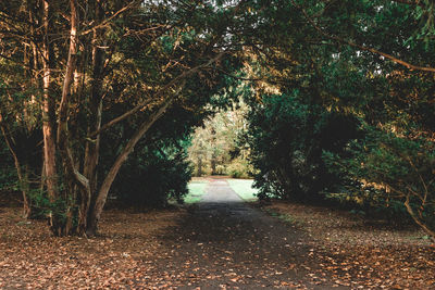 Trees in forest during autumn