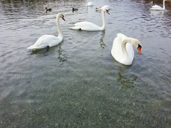 High angle view of swans swimming in lake