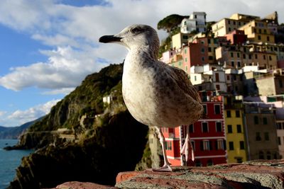 Close-up of seagull perching on wall