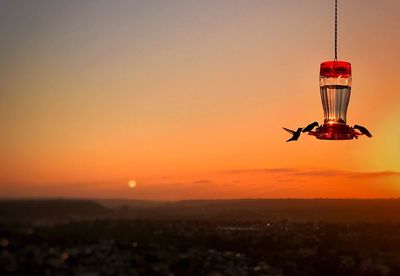 Silhouette kingfishers on bird feeder against sky during sunset