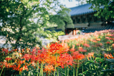 Flowers growing outdoors