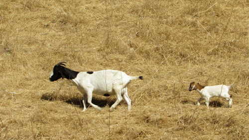 Cow standing on field