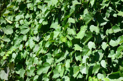 Full frame shot of green plant