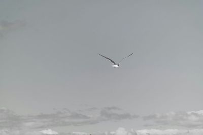 Low angle view of birds flying in sky