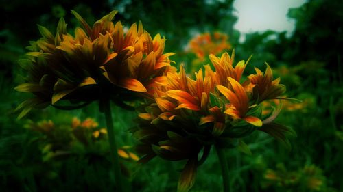 Close-up of yellow flowers blooming on plant