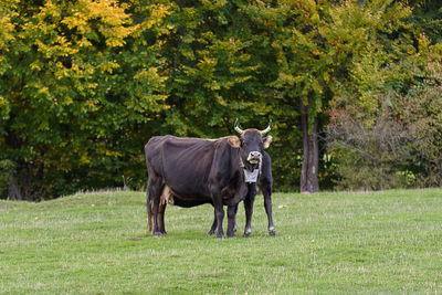 Horse standing on field against trees