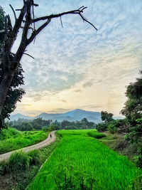 Scenic view of agricultural field against sky