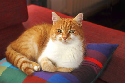 Portrait of cat lying on sofa at home