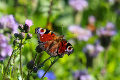 Close-up of butterfly pollinating on flower