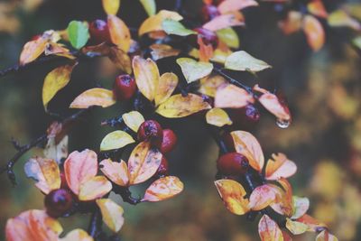 Close-up of flowers against blurred background