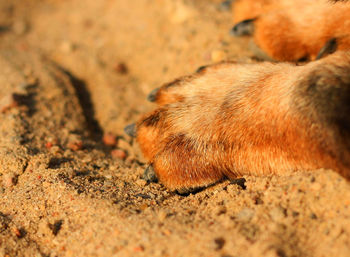 Close-up of paw on sand at beach