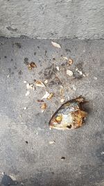 High angle view of shell on sand