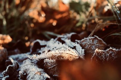 Close-up of frozen dry leaves on land