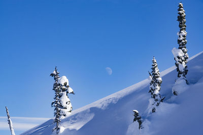 Scenic view of snow covered trees against sky