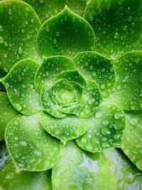 Full frame shot of raindrops on leaf