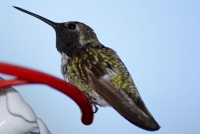 Close-up of bird perching on hand