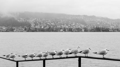 Seagulls perching on railing by lake against sky