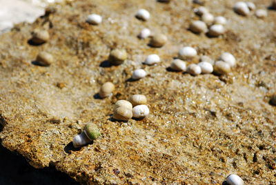 Close-up of seashell on sand at beach