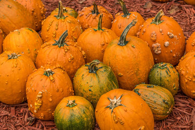 High angle view of pumpkins in autumn