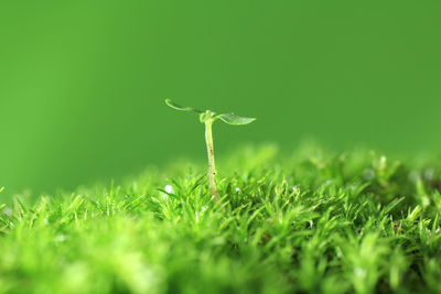 Close-up of mushroom growing on field