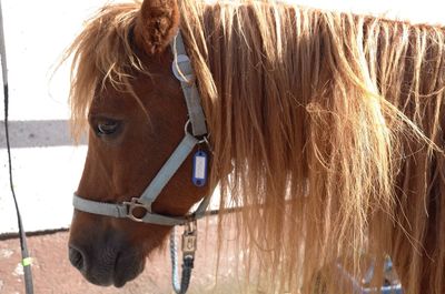 Side view of pony brown horse