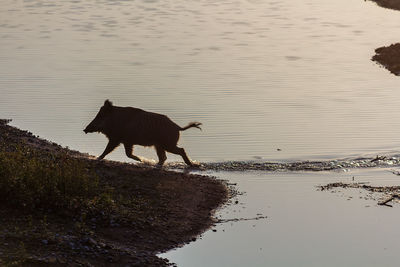 Horse by lake