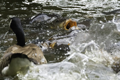 High angle view of turtle in water