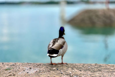 Close-up of bird perching on a lake