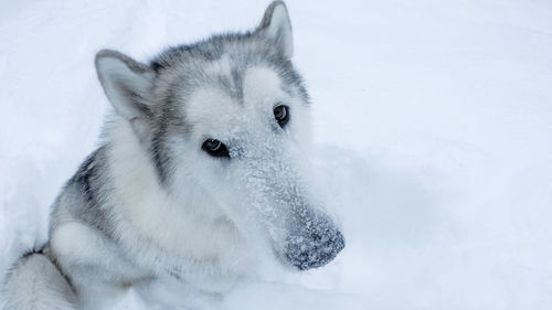 Close-up portrait of white cat