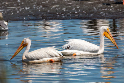 White pelicans swimming in lake