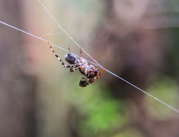 Close-up of spider on web