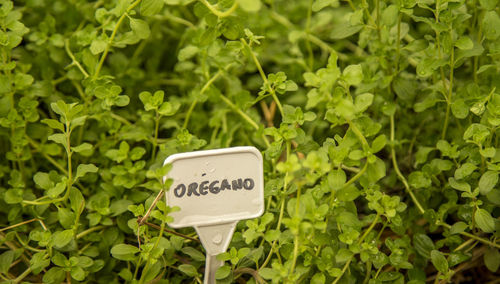 Close-up of information sign on plant
