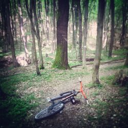 Trees in forest