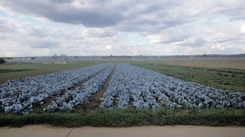 Scenic view of field against cloudy sky