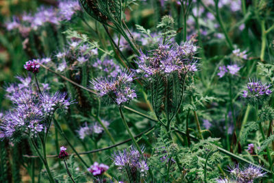 Close-up of purple flowering plants