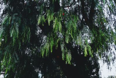 Low angle view of trees in forest