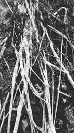 Close-up of tree branches during winter