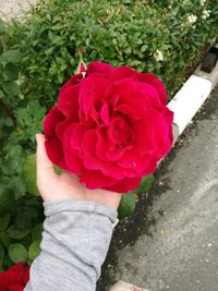 Close-up of hand holding pink rose