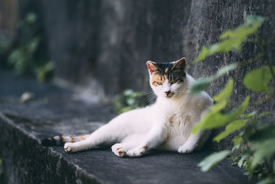 Portrait of cat lying on retaining wall