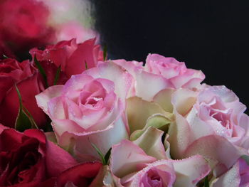 Close-up of pink roses