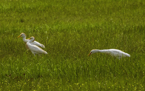 View of birds on grass